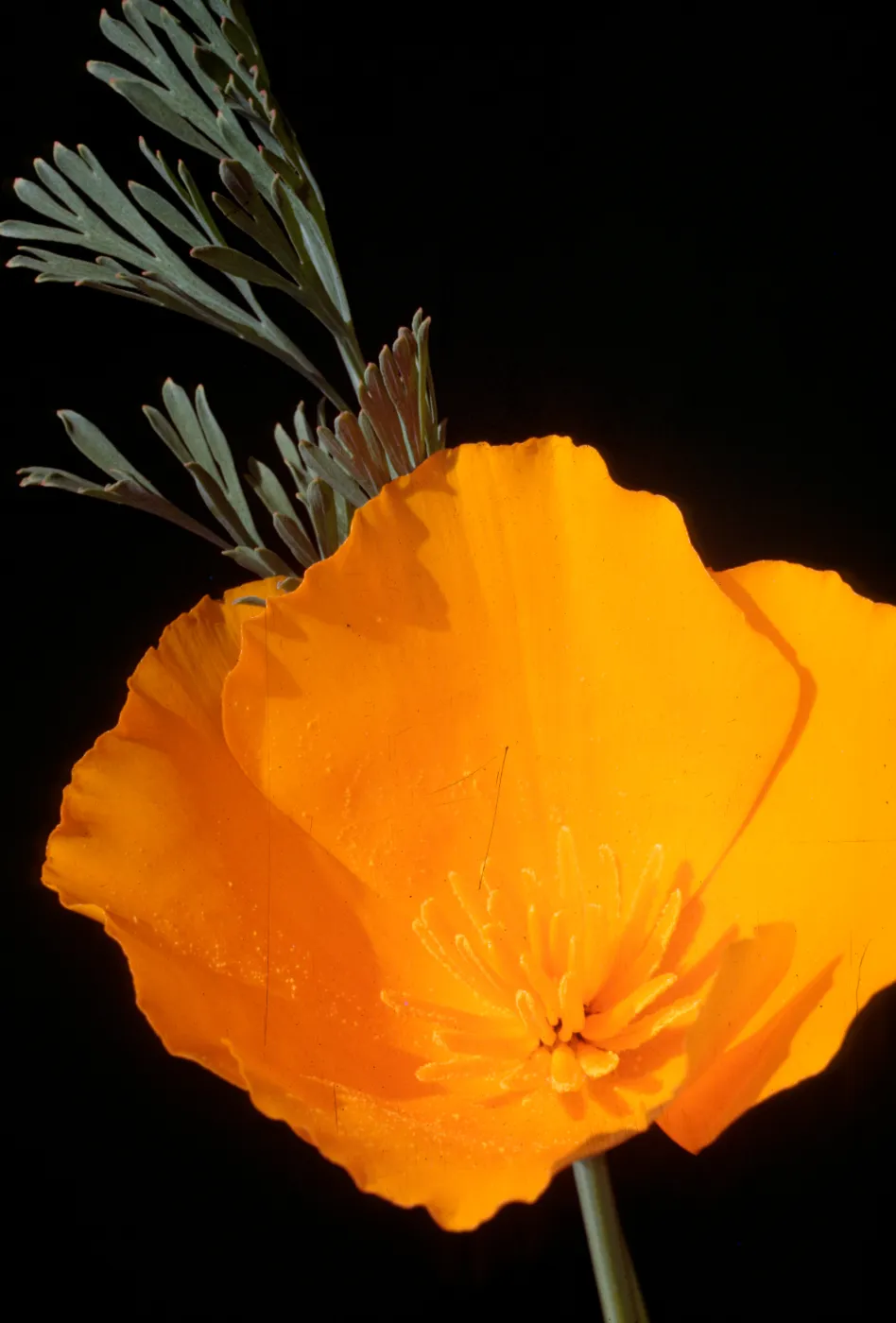Eschscholzia californica