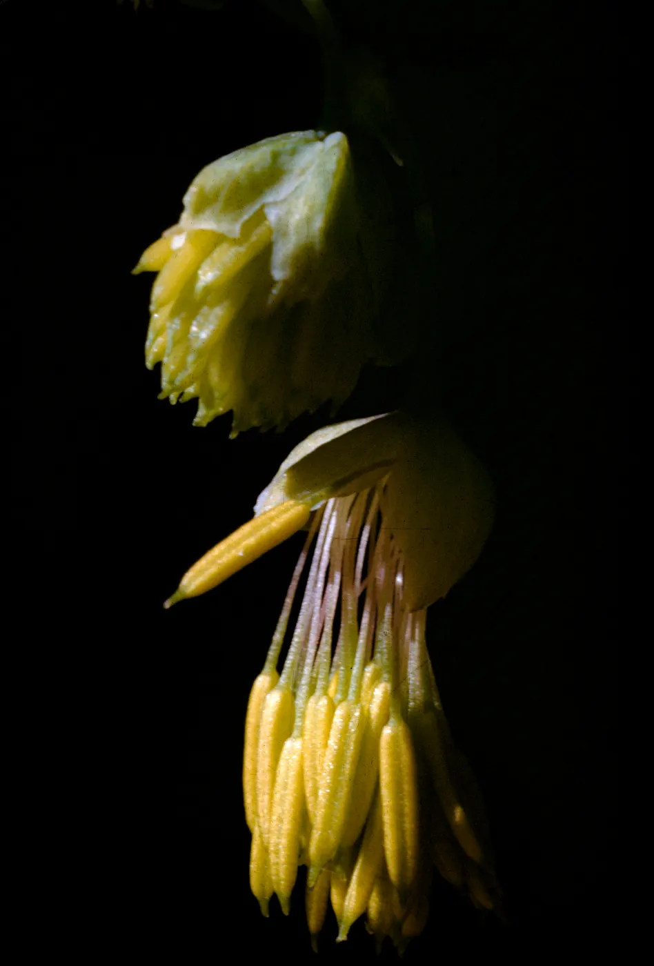 Thalictrum polycarpum