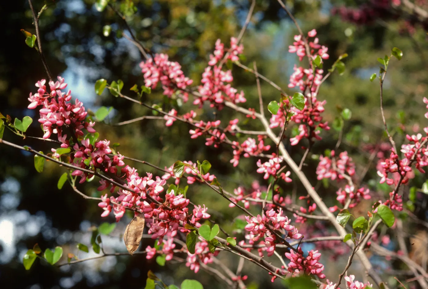 Cercis occidentalis