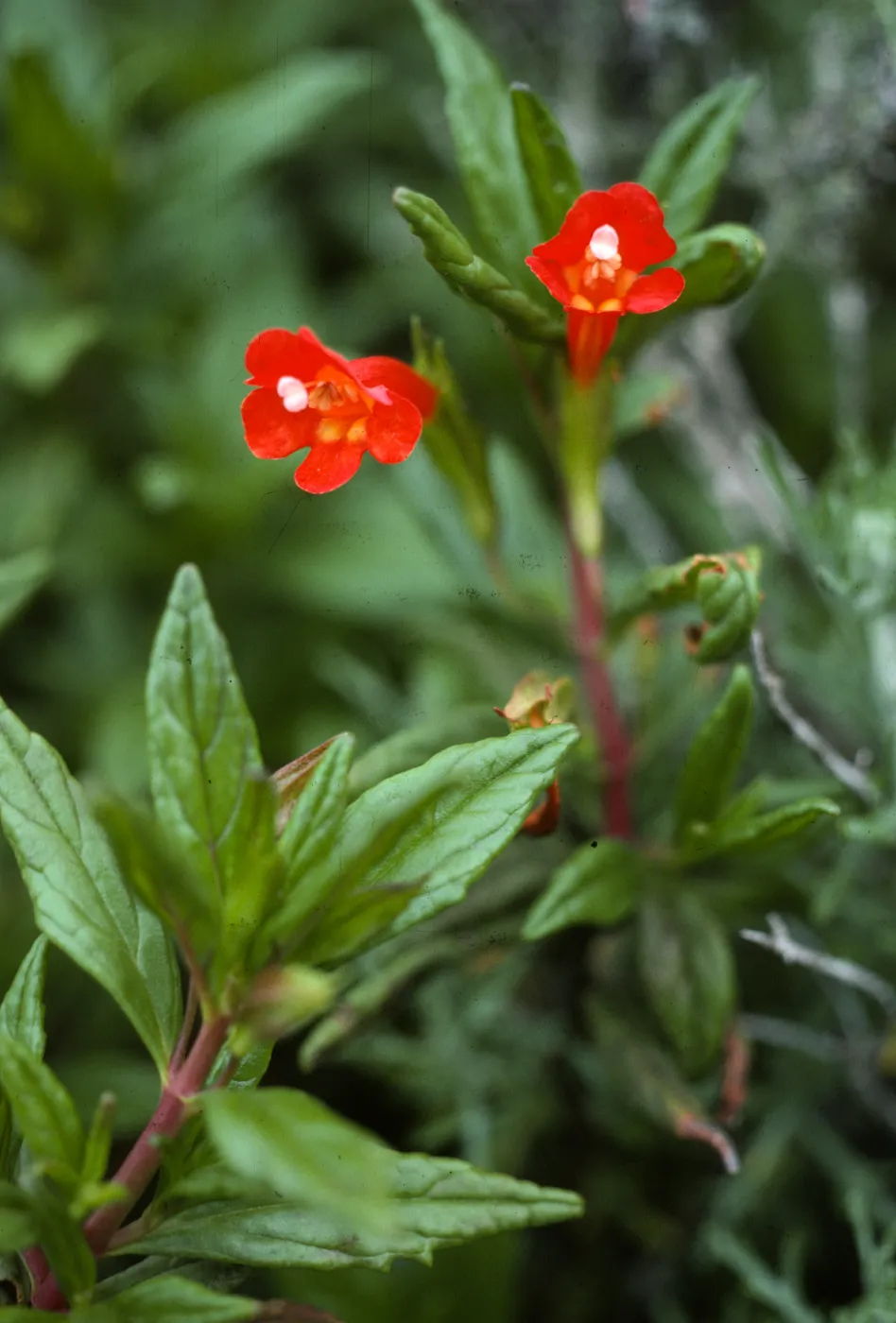 Mimulus flemingii