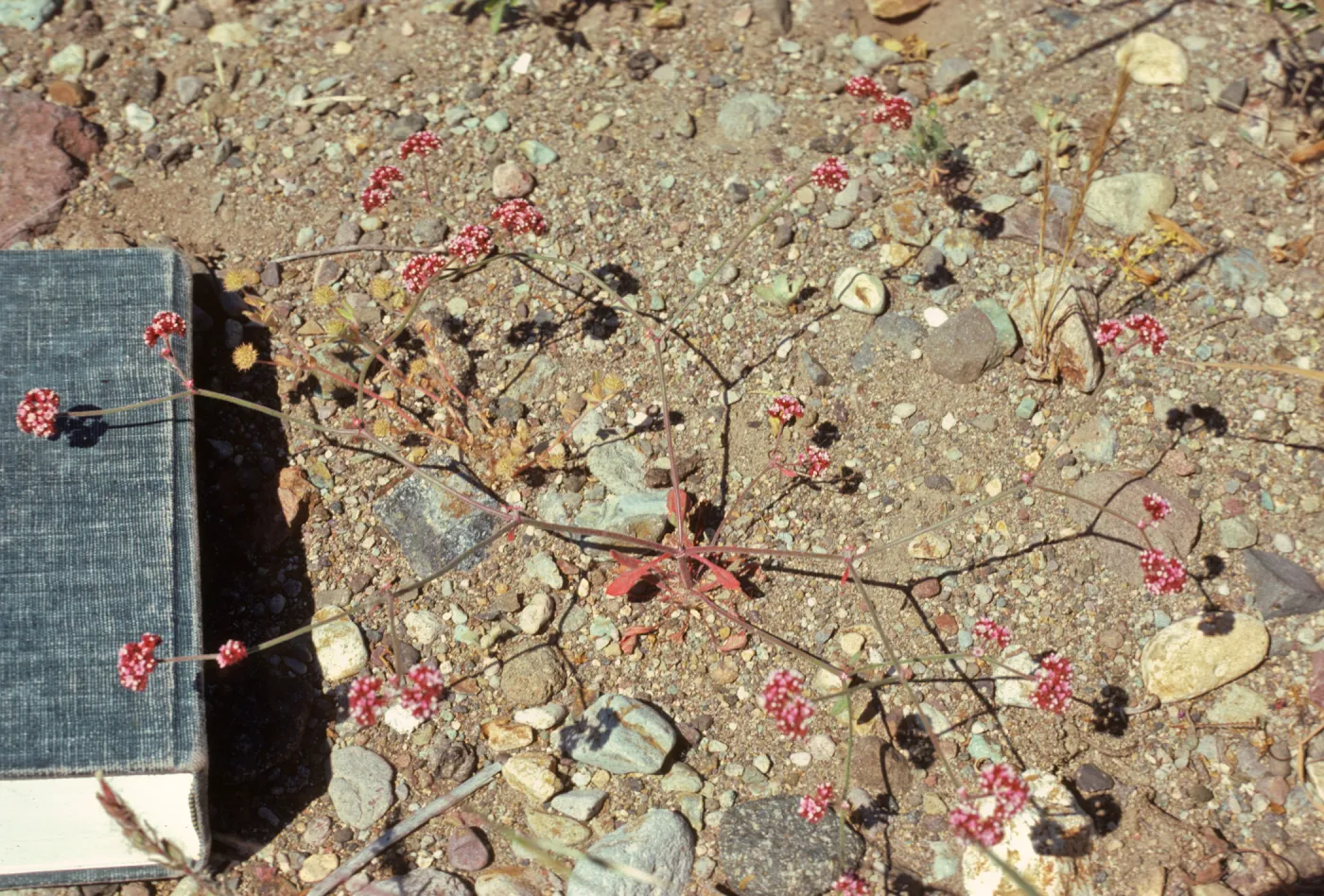 Chorizanthe wheeleri