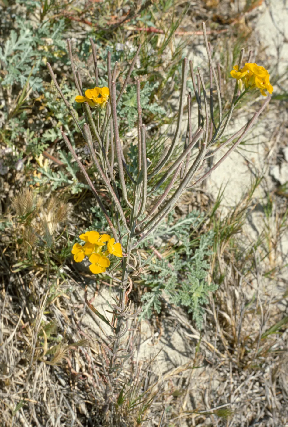 Erysimum ammophilum