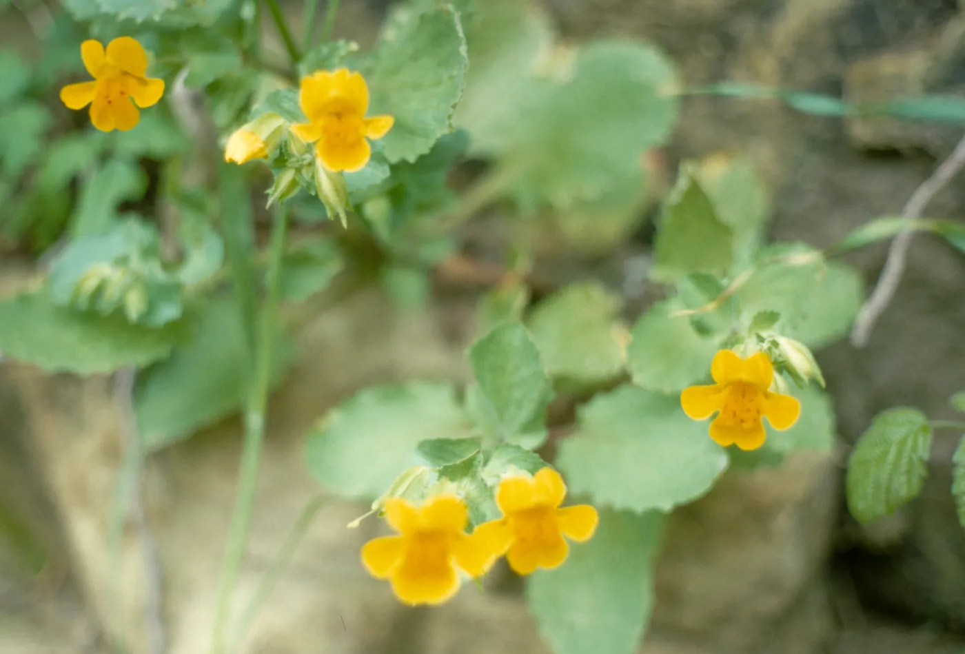 Mimulus guttatus