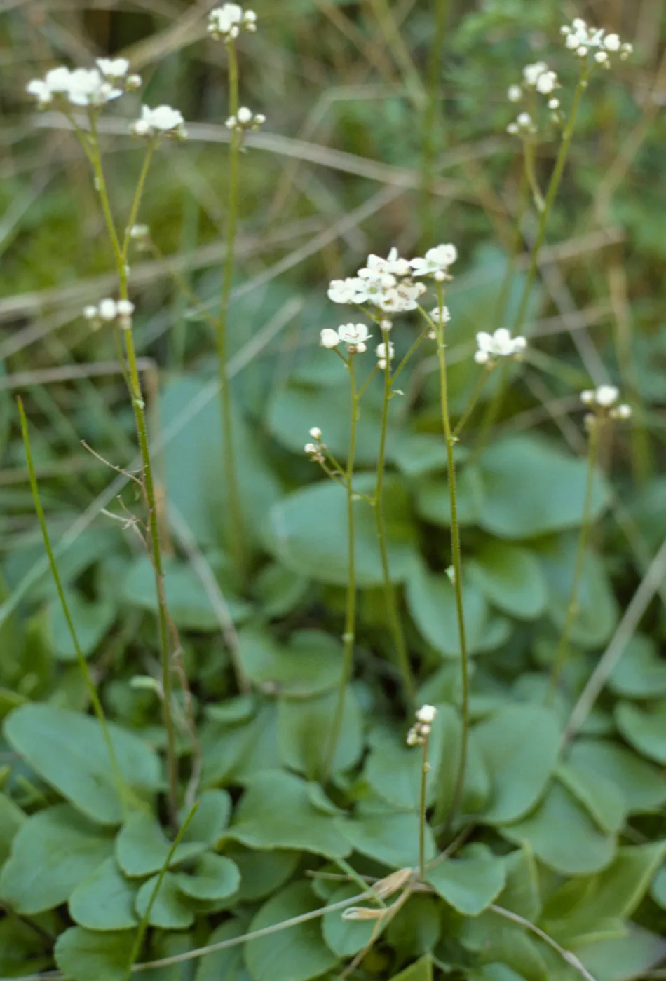 Saxifraga californica