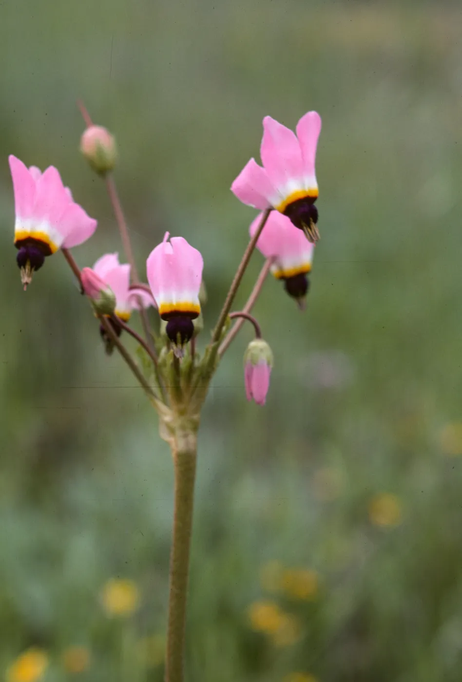Dodecatheon clevelandii