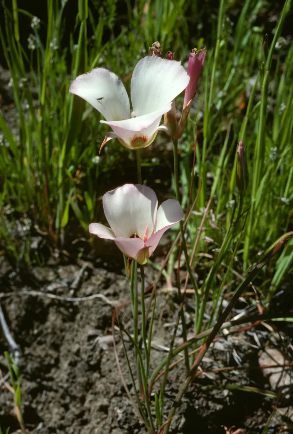 Calochortus catalinae