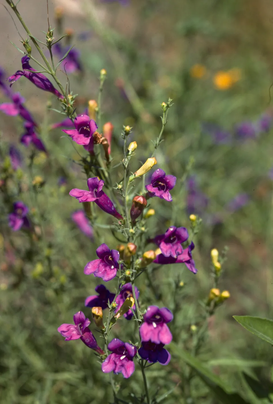 Penstemon heterophyllus