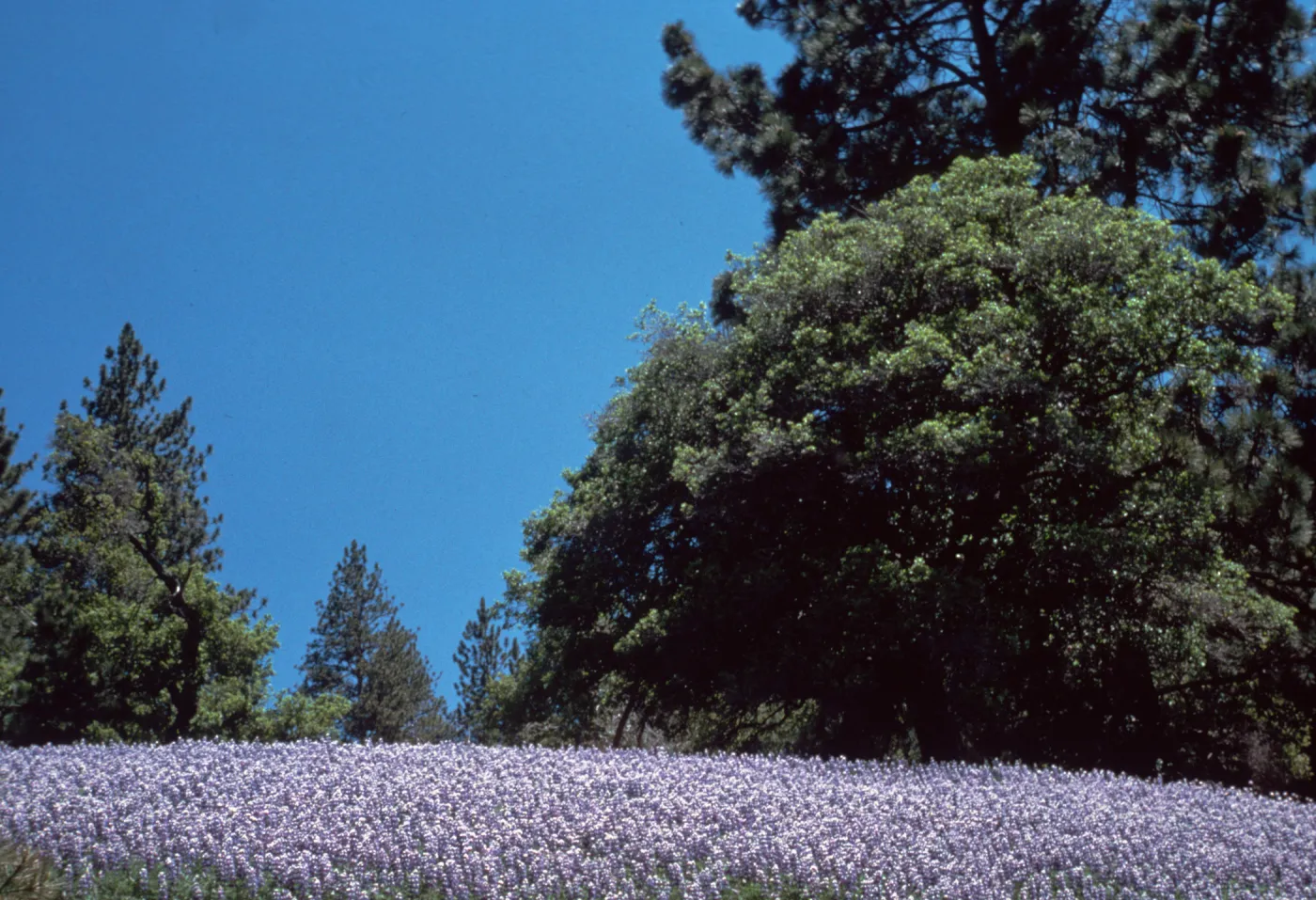 Lupine, Mt. Figueroa