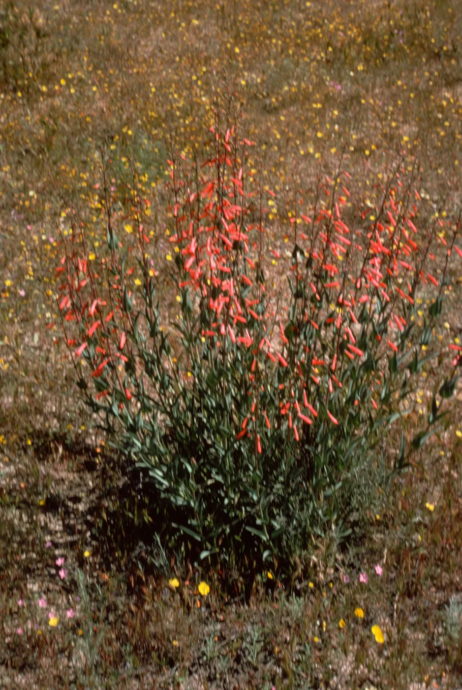 Scarlet Bugler, Penstemon centranthifolius