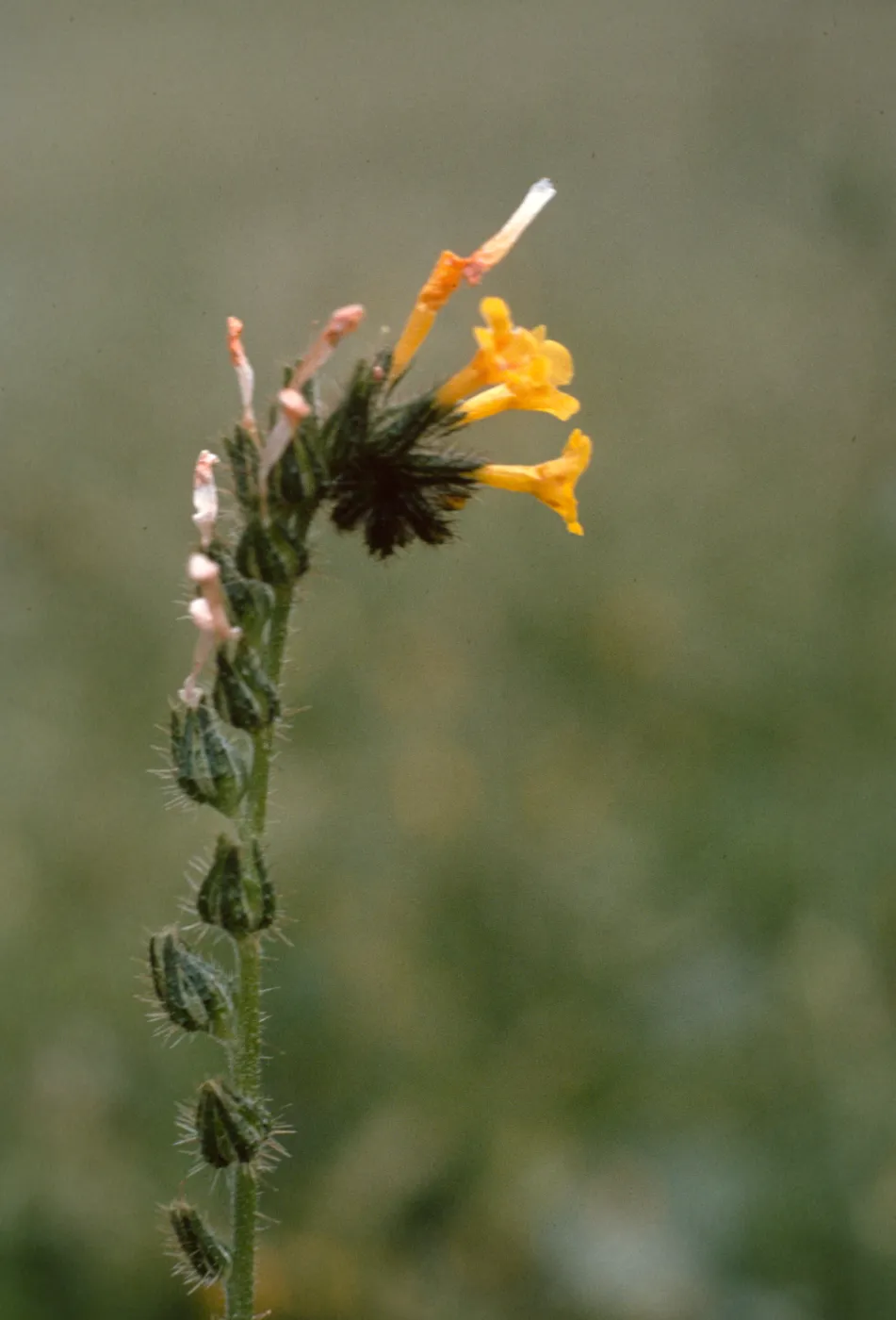 Fiddleneck, Birbent Canyon