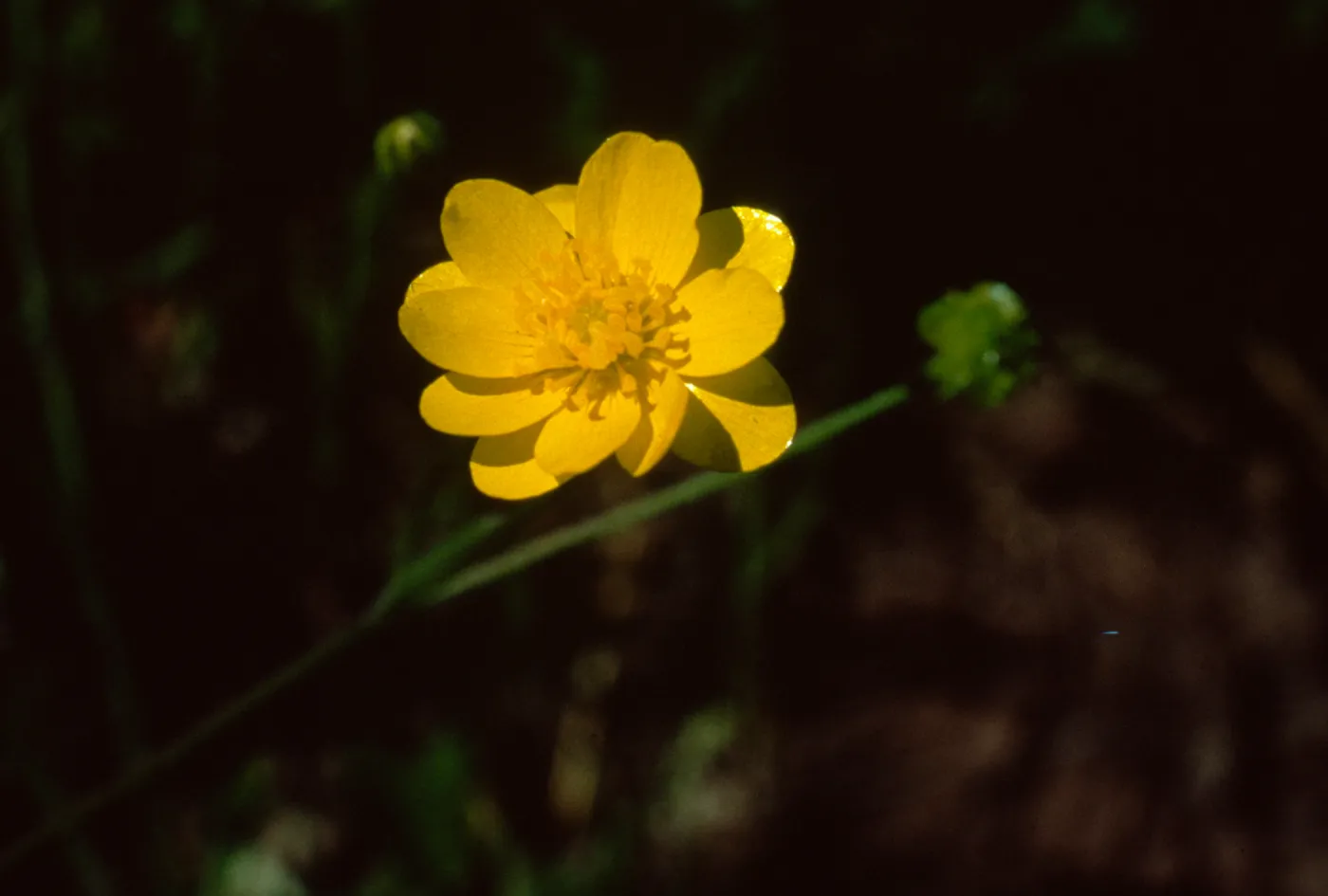 Buttercup, Mt. Figueroa