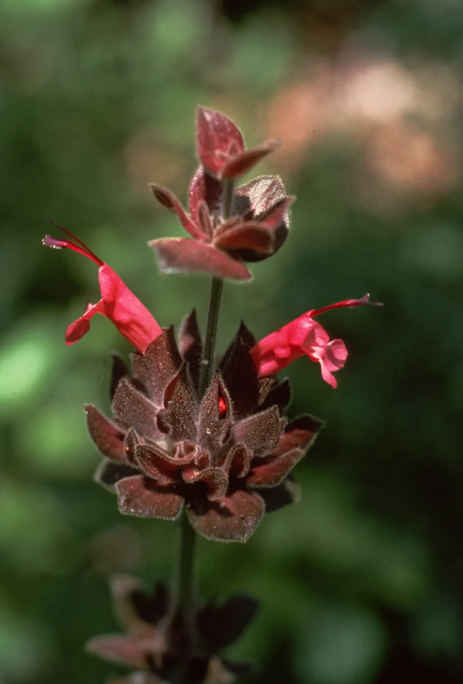 Hummingbird Sage, Refugio Pass