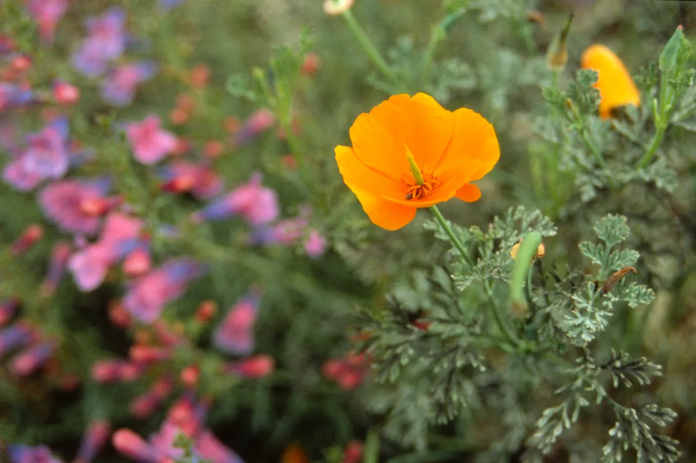 California poppy