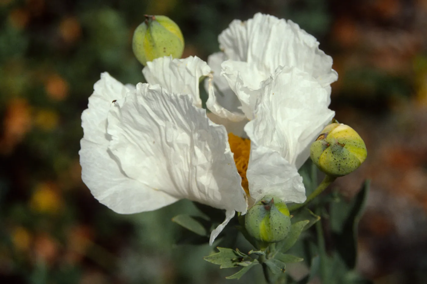Romneya coulteri