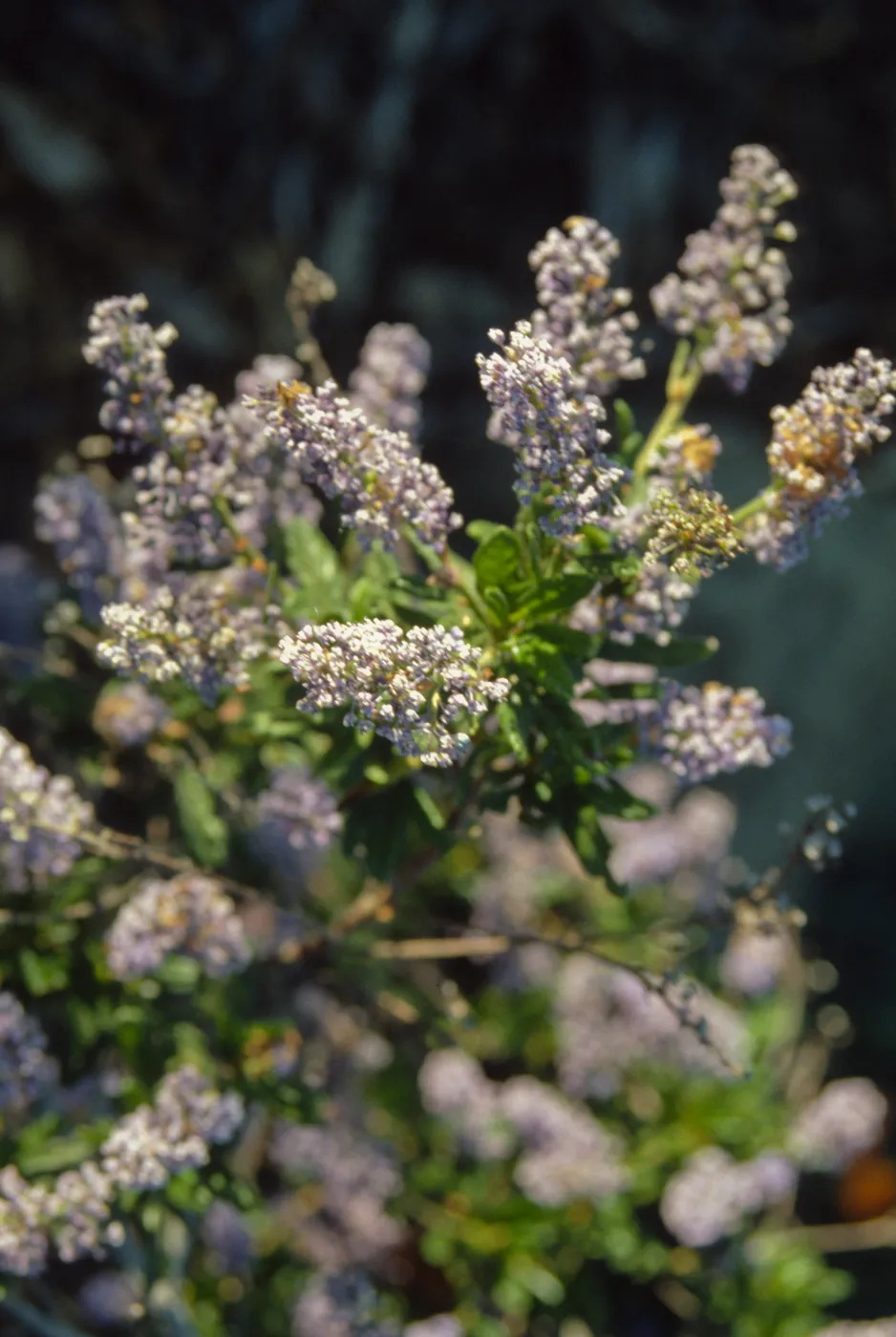 Ceanothus (California Lilac)