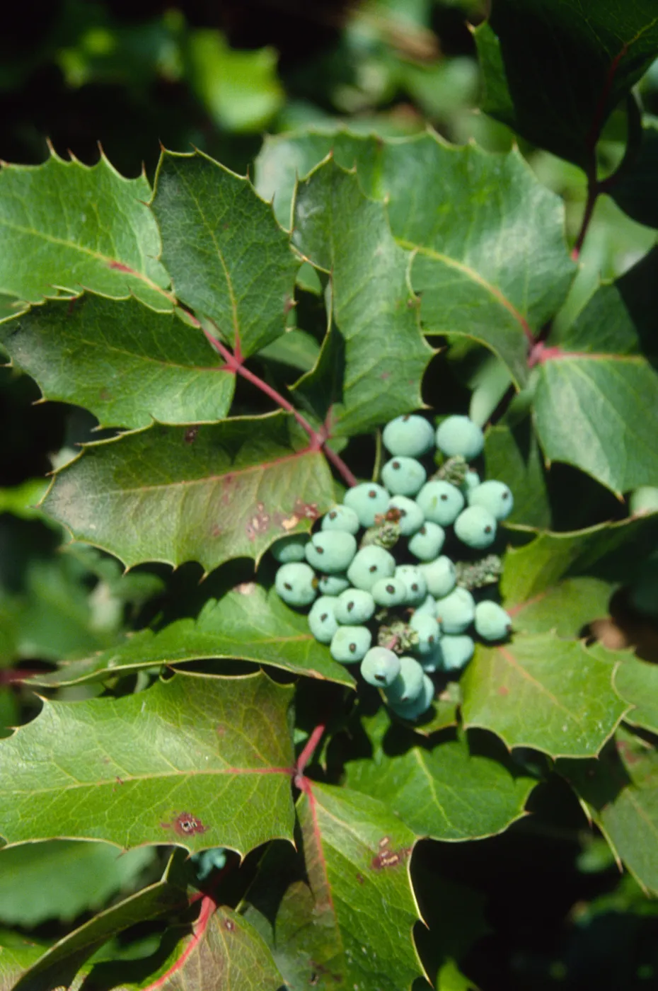 Berberis