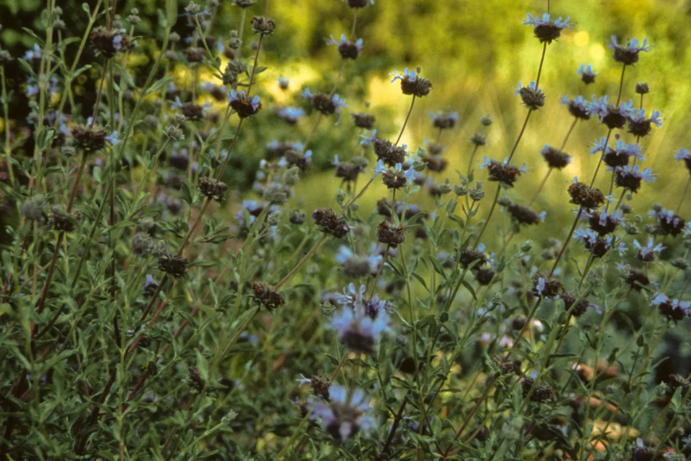 Salvia (sage)