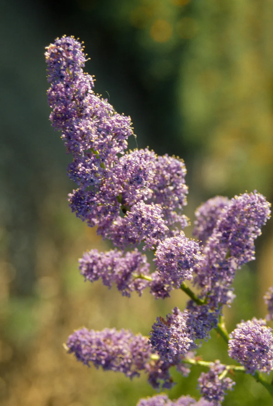 Ceanothus (California Lilac) inflorescense