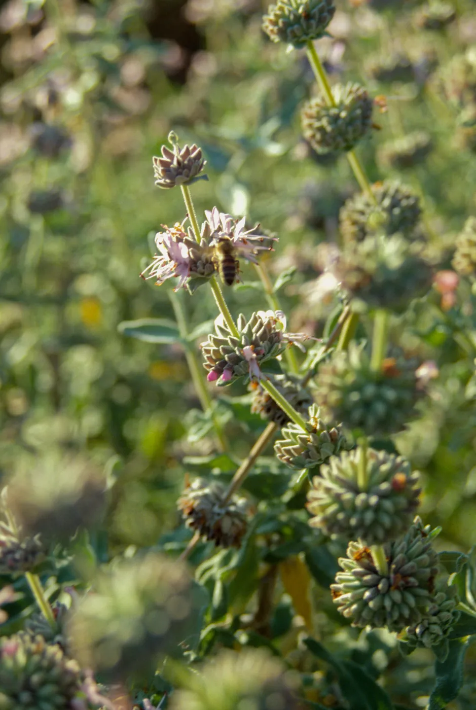 Salvia (sage)