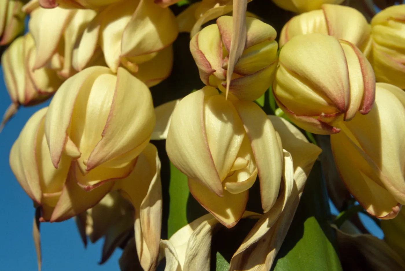 Agave (Century Plant) flowers
