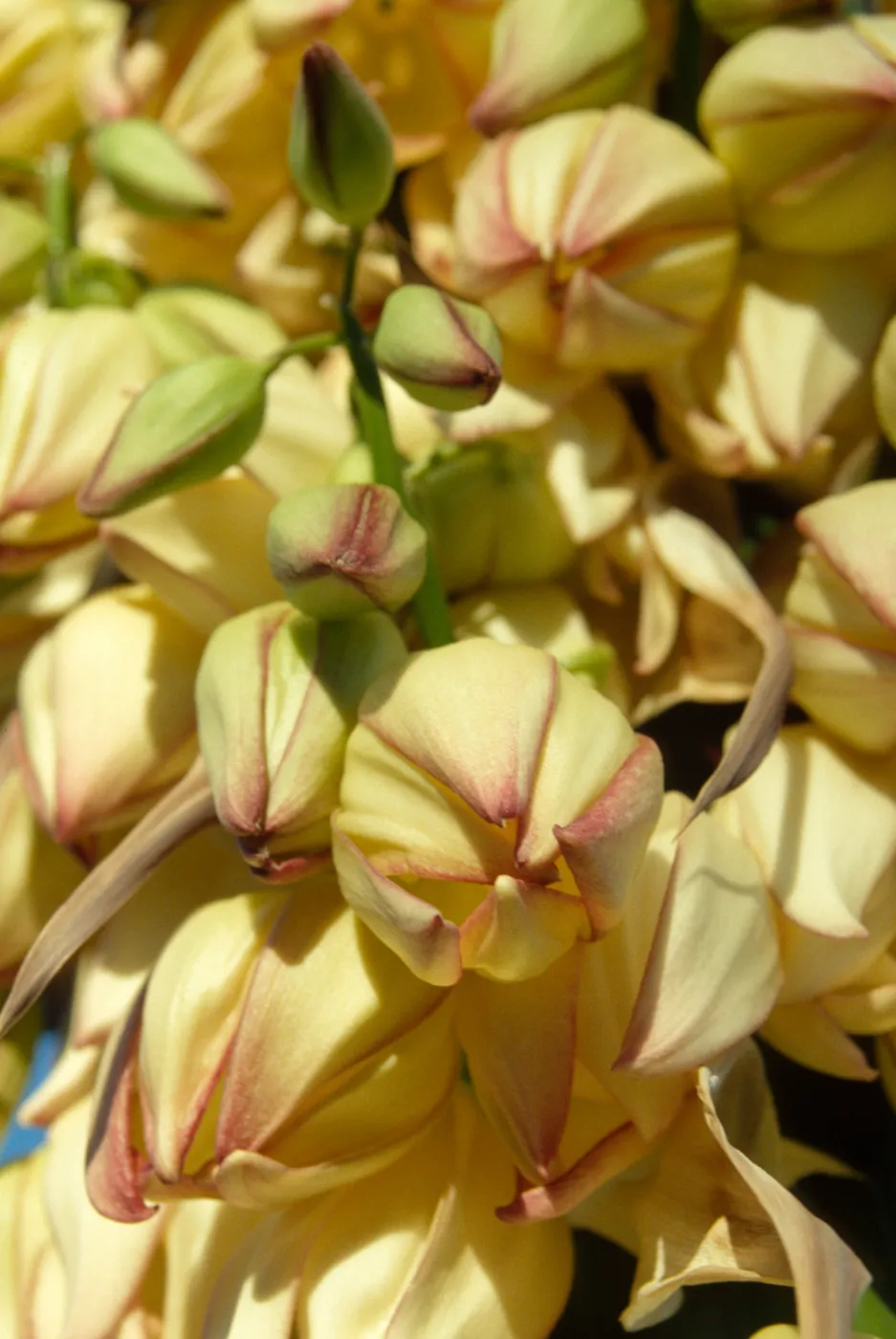 Agave (Century Plant)