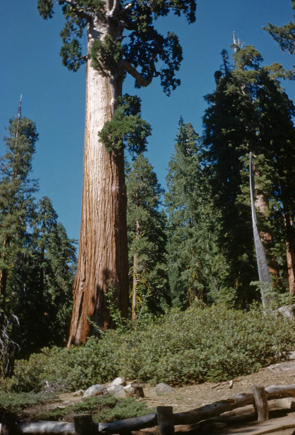General Grant Sequoia