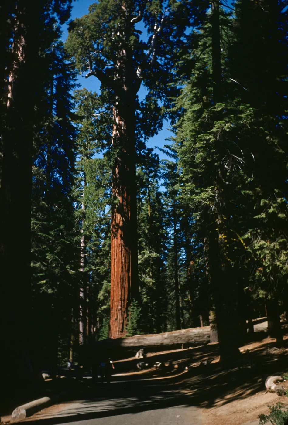 General Lee and Fallen Monarch Sequoia