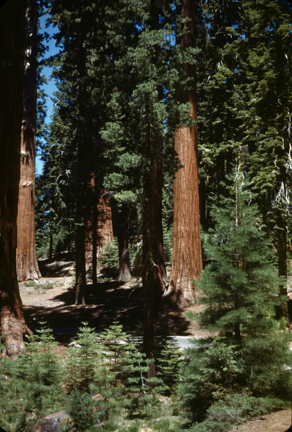 Grizzly Giant Sequoia, Mariposa Grove