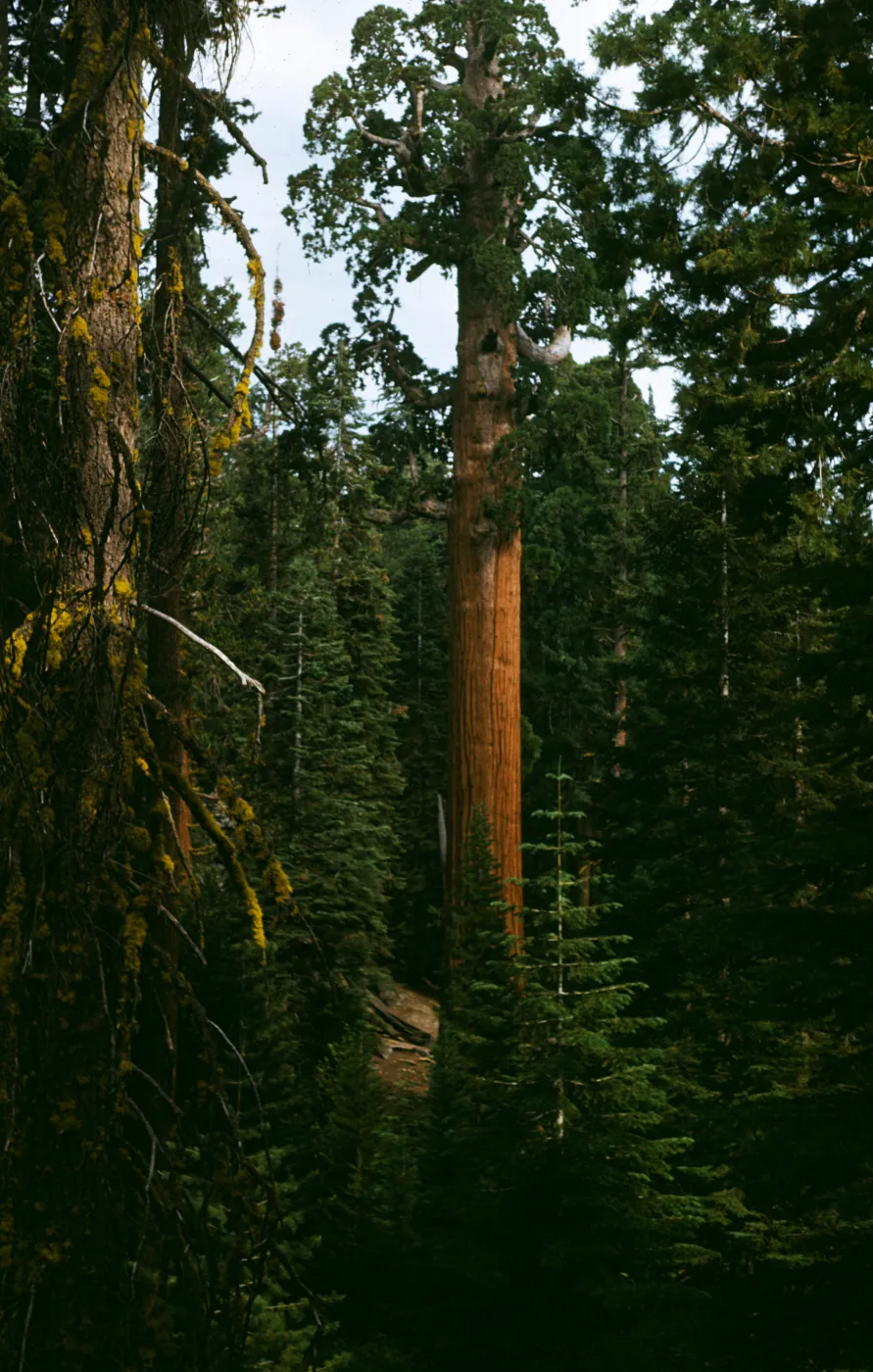 General Grant Sequoia