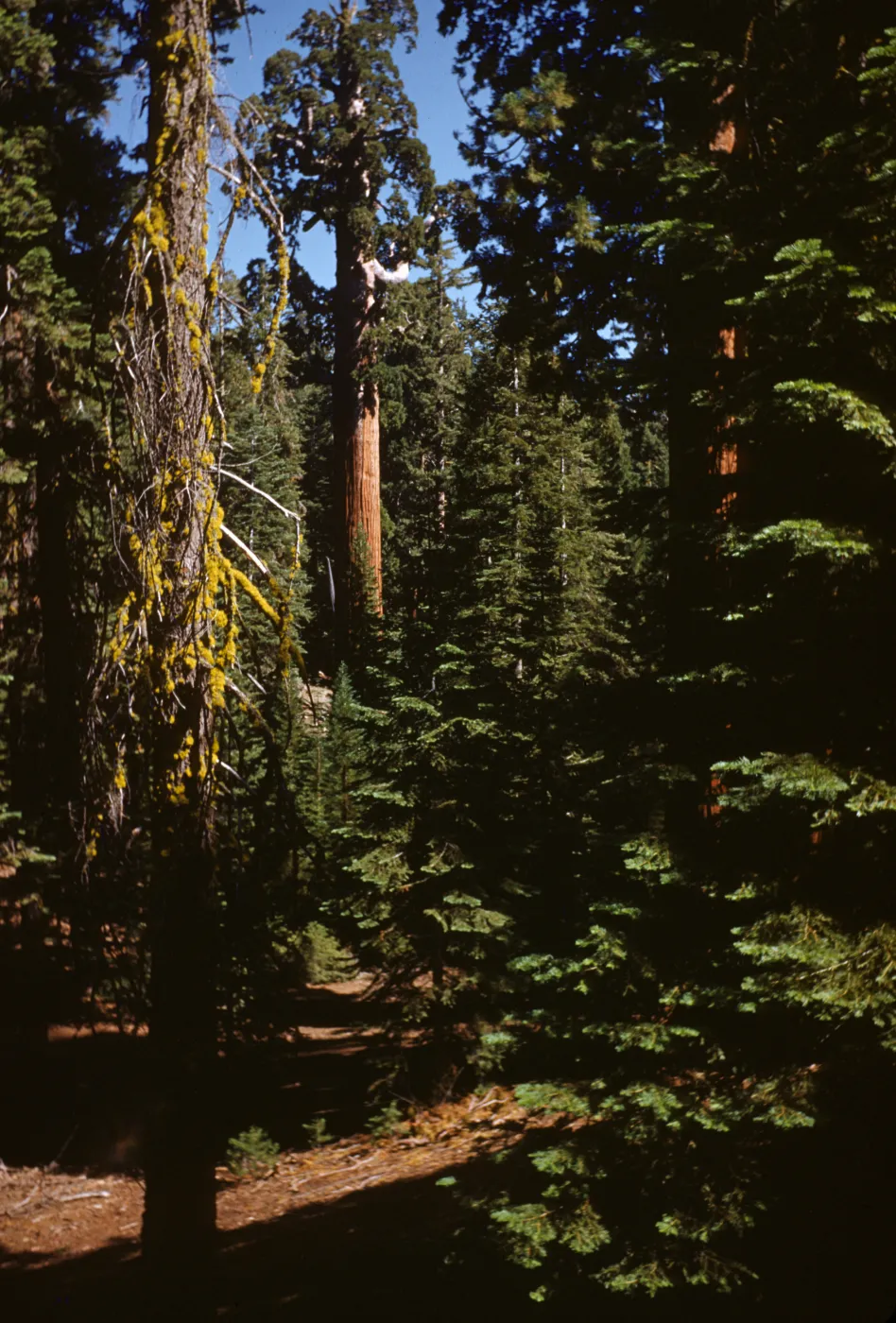 General Grant Sequoia from Grant View