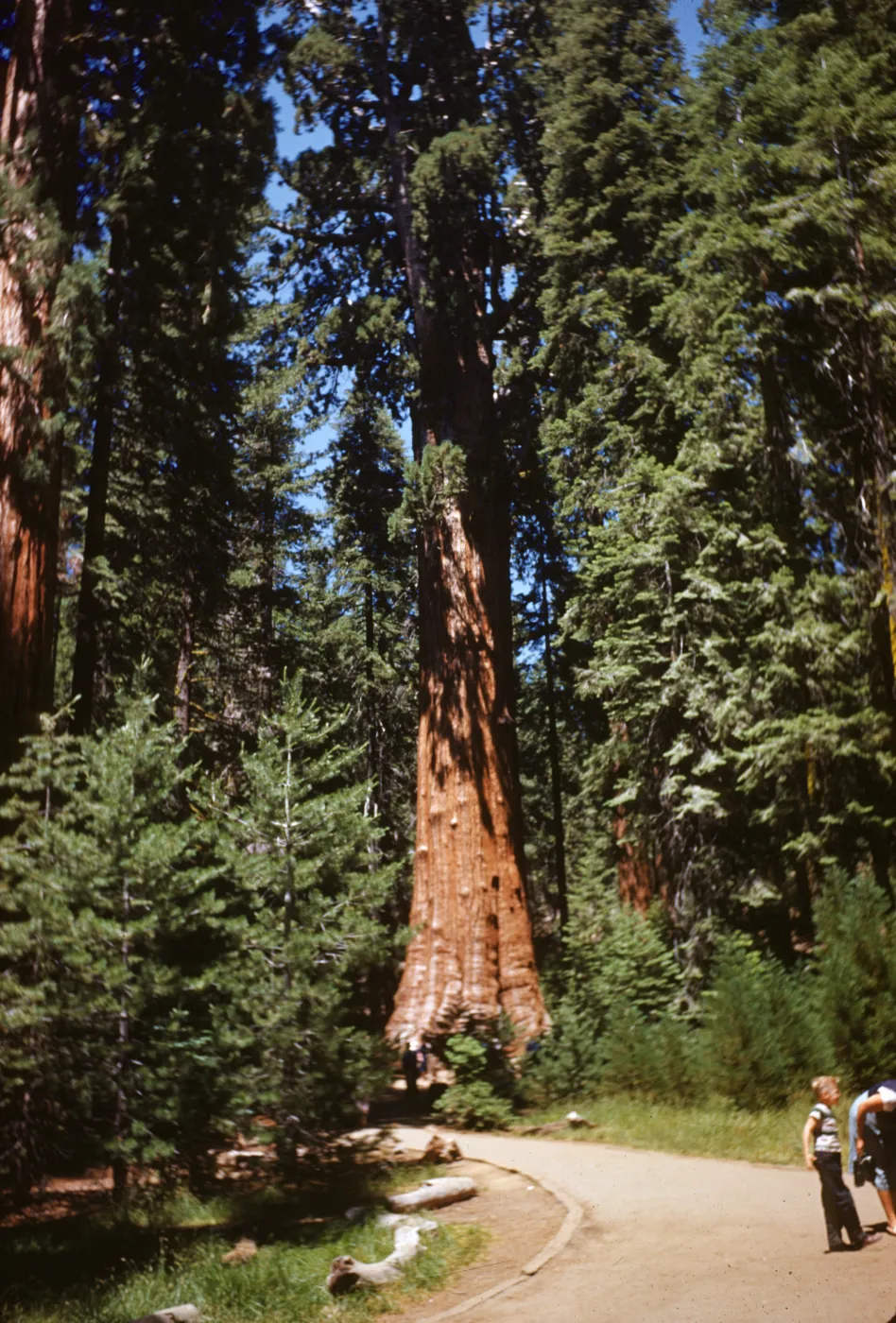 General Sherman Sequoia