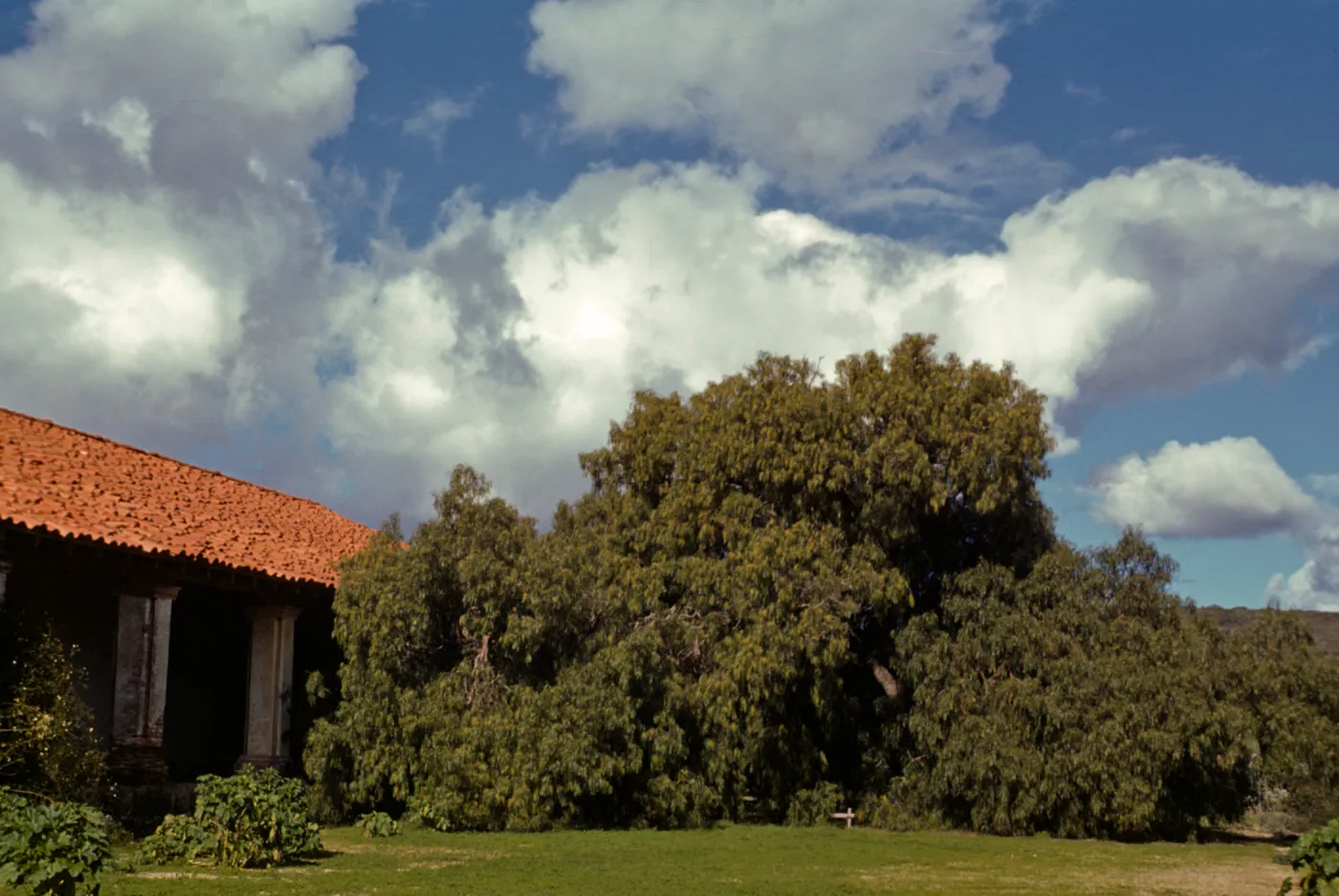La Purisma Pepper Tree