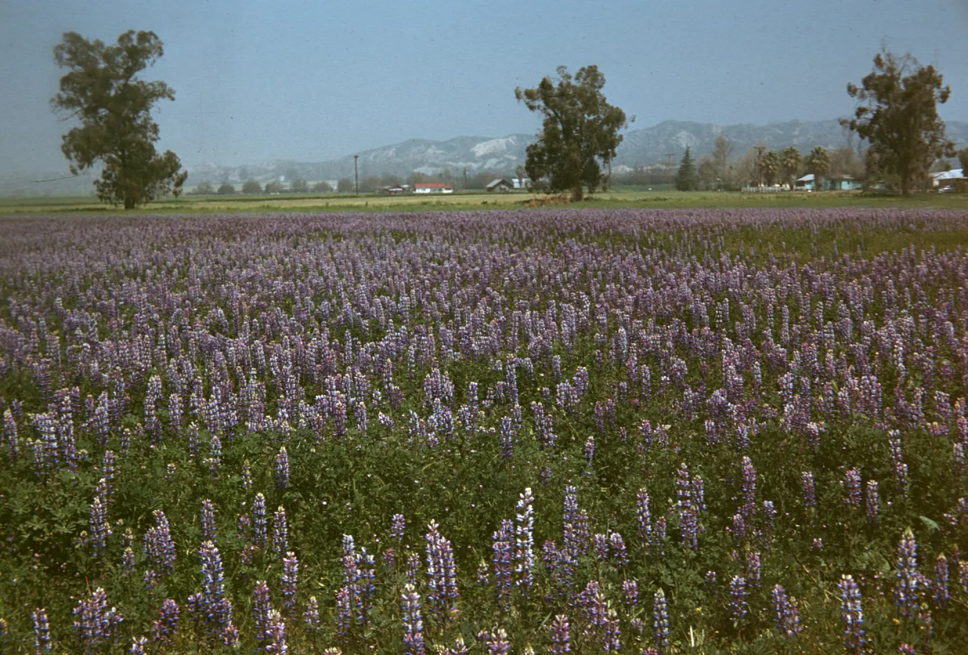 field of Lupine near Riverside, wildflowers