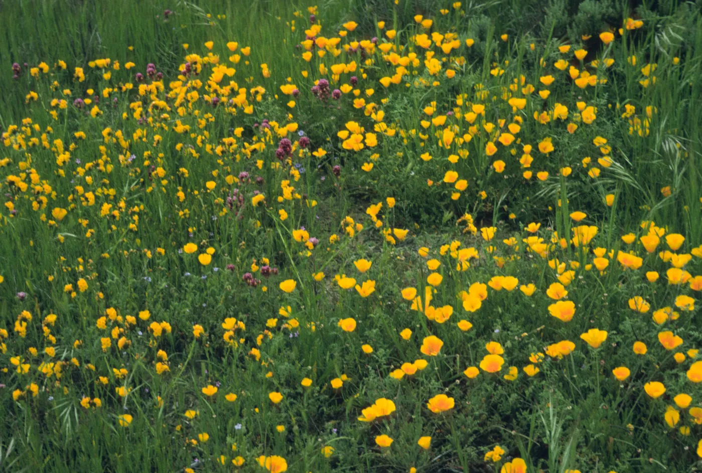 wildflowers, Conejo park