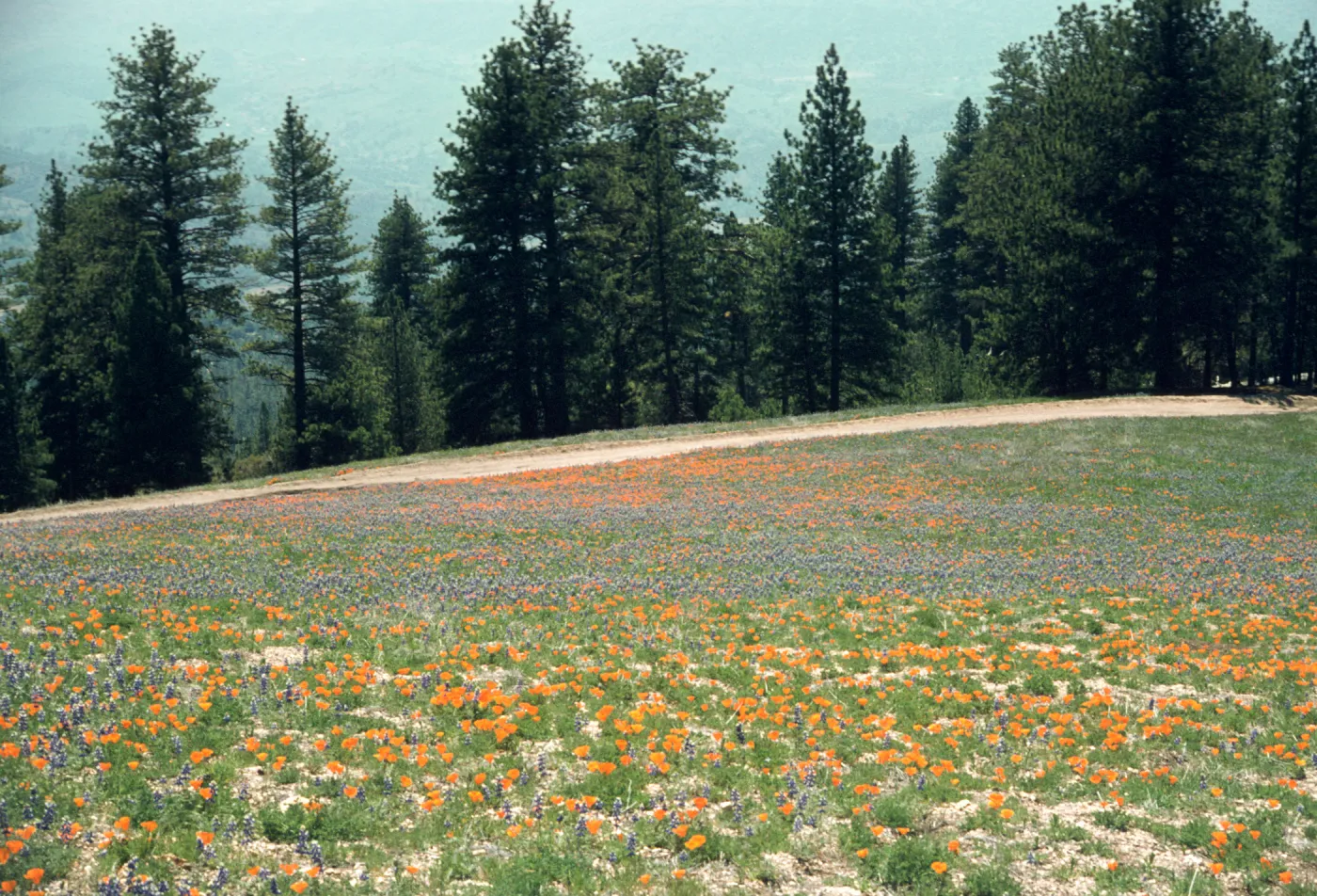 wildflowers, Figueroa Mountain, poppies and lupine