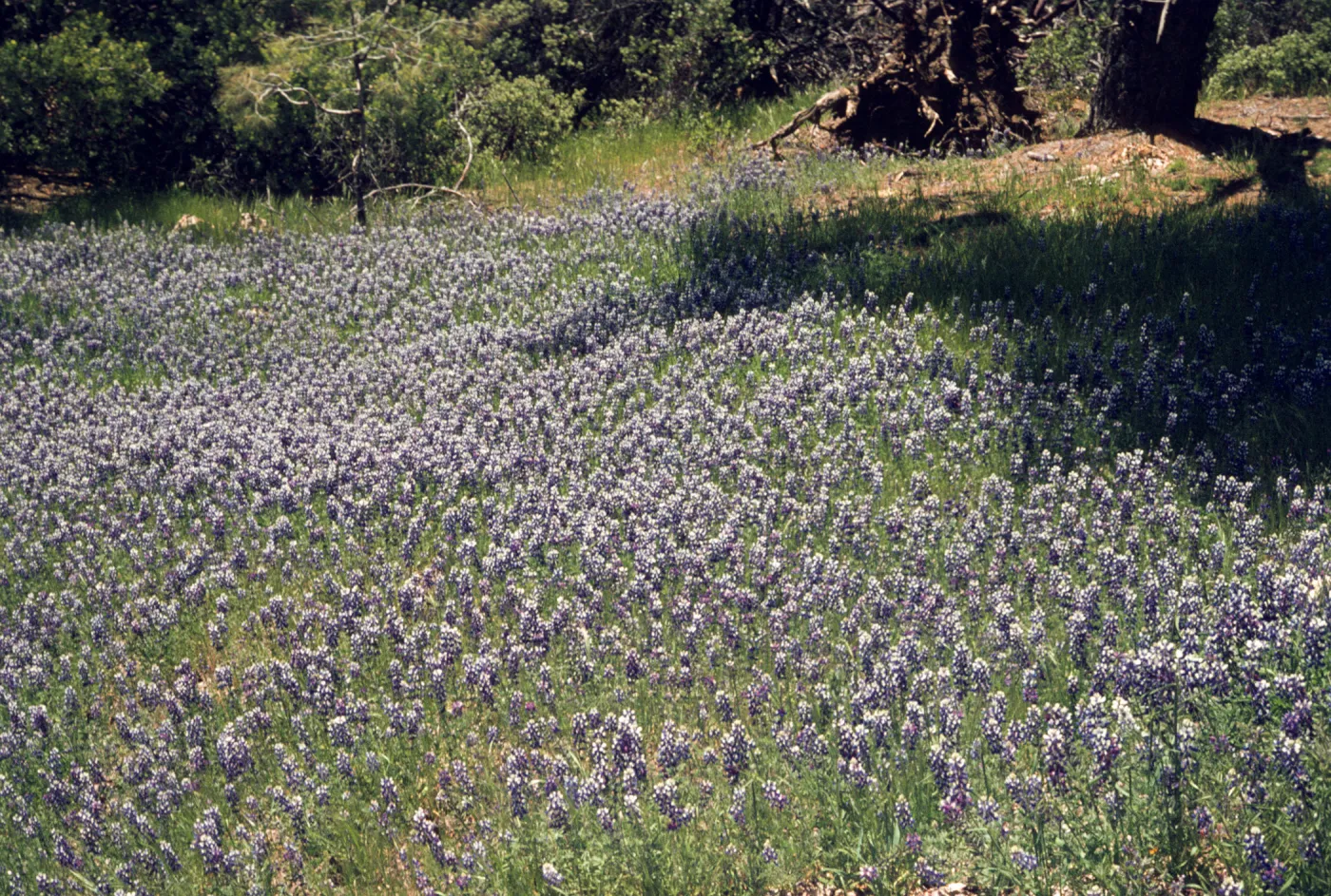 field of Lupinus nanus , wildflowers, Figueroa Mountain