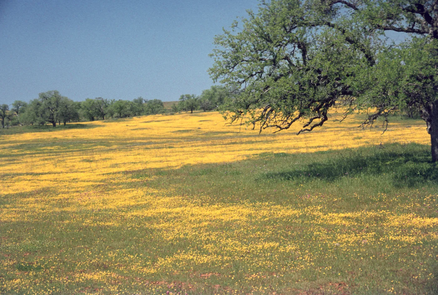 field of Lasthenia, Shell Creek, wildflowers