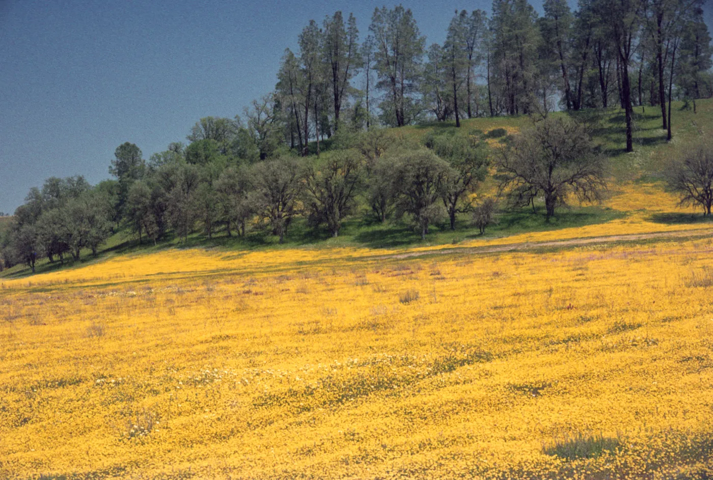 field of Lasthenia, Shell Creek, wildflowers