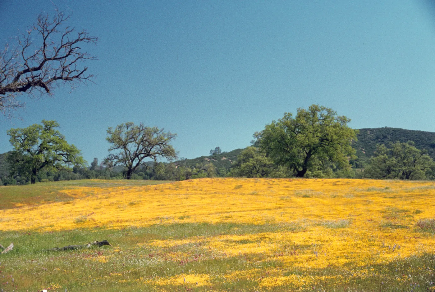 Santa Margarita Road, field of Lasthenia, wildflowers