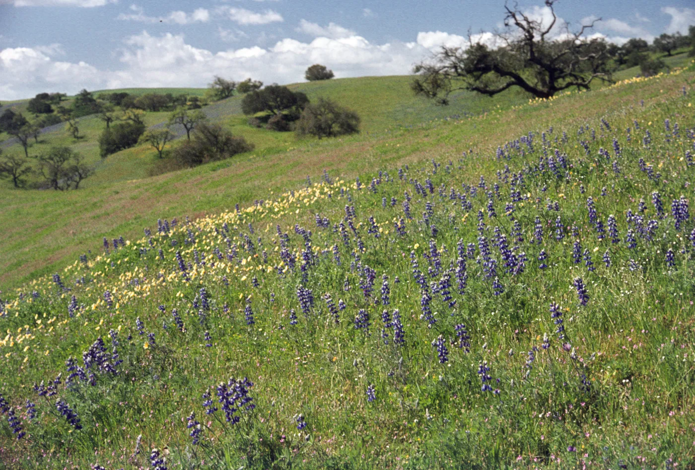 Foxen Canyon, field of wildflowers, cream cups and lupine