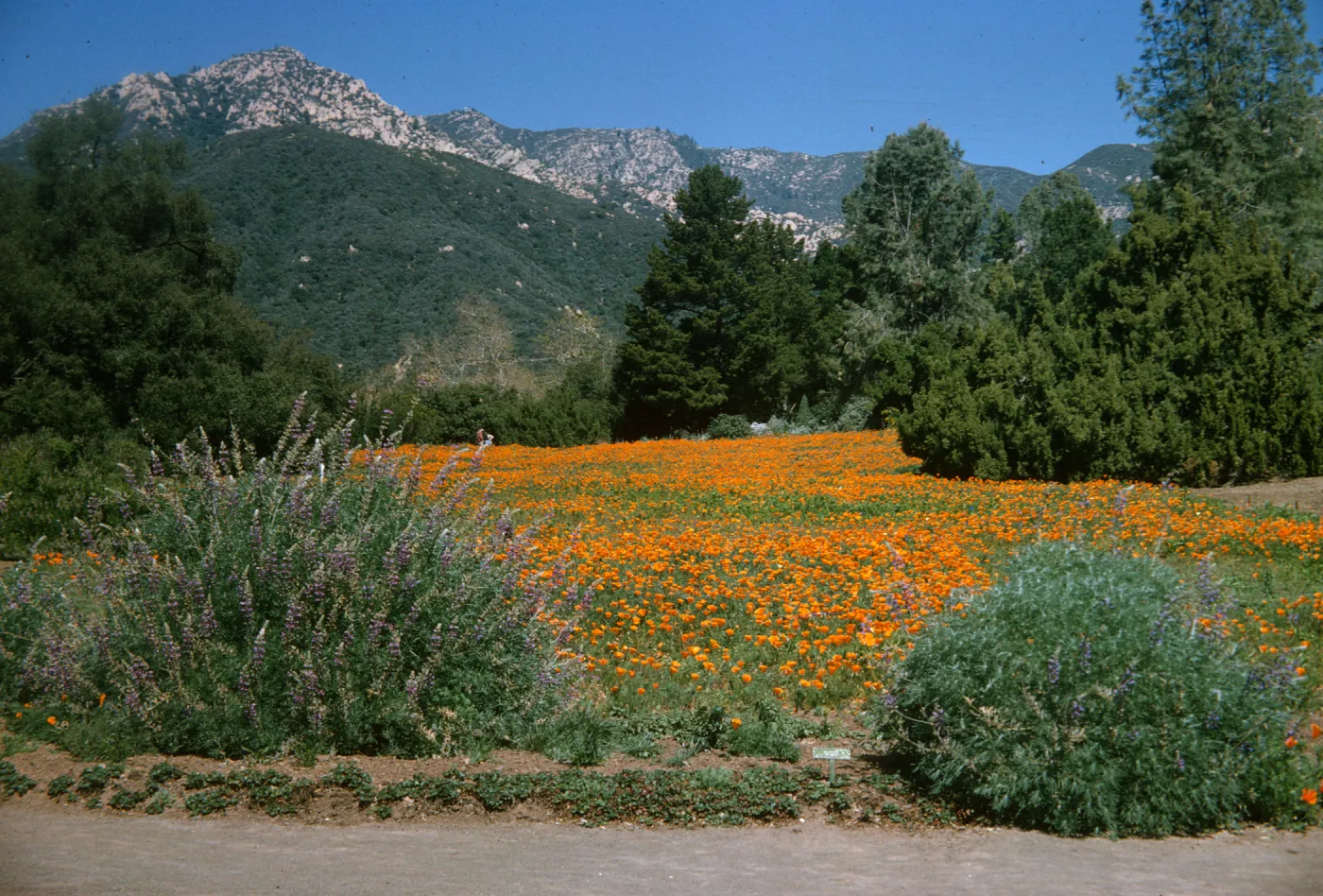 SBBG wildflowers, poppies in the Meadow, La Cumbre Peak