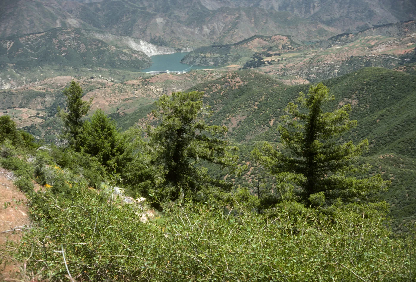 Gibraltar Dam, Santa Ynez River from Camino Cielo road, big cone spruce trees