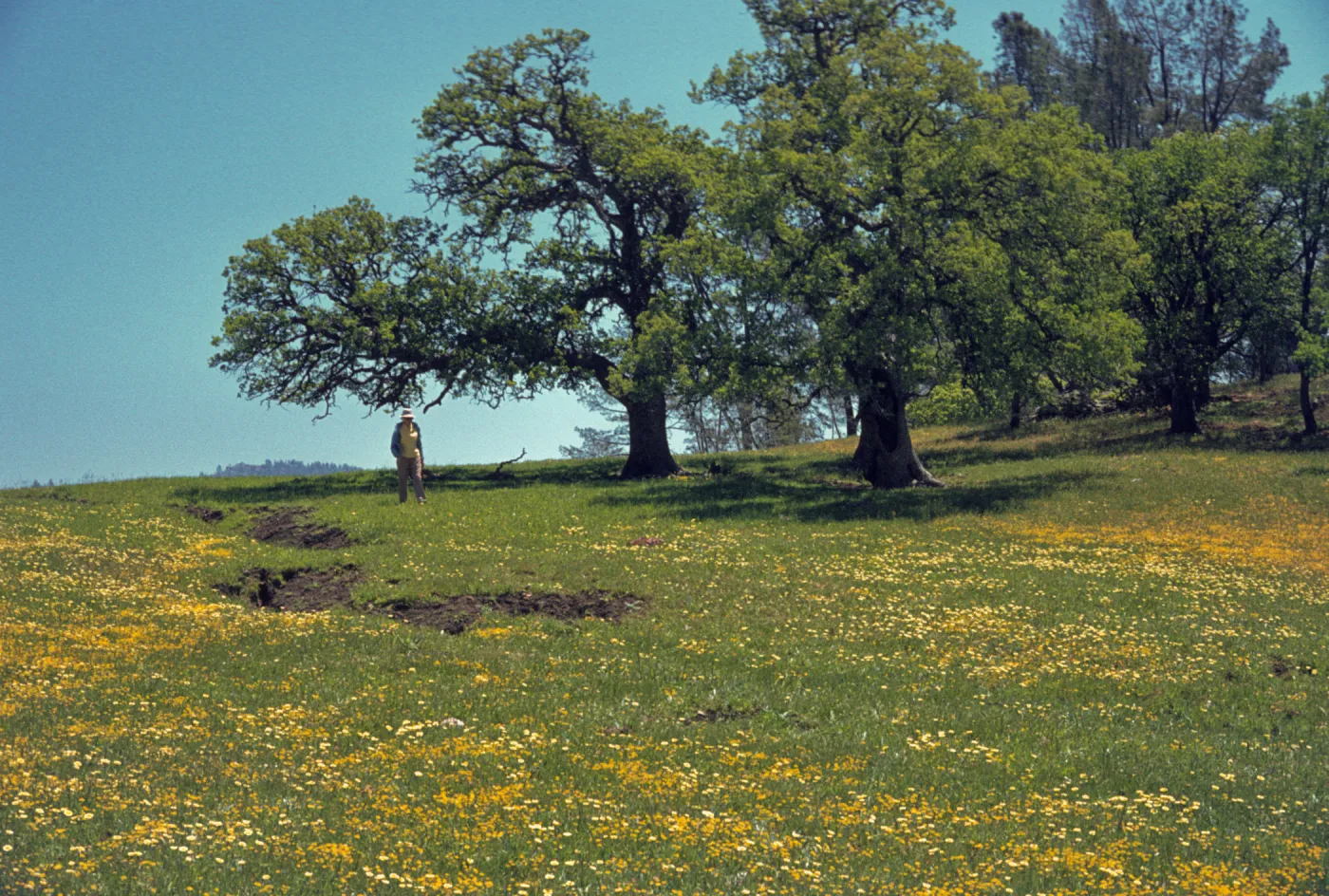 Layia (tidy tips), wildflowers in oak woodland, Figueroa Mountain Road