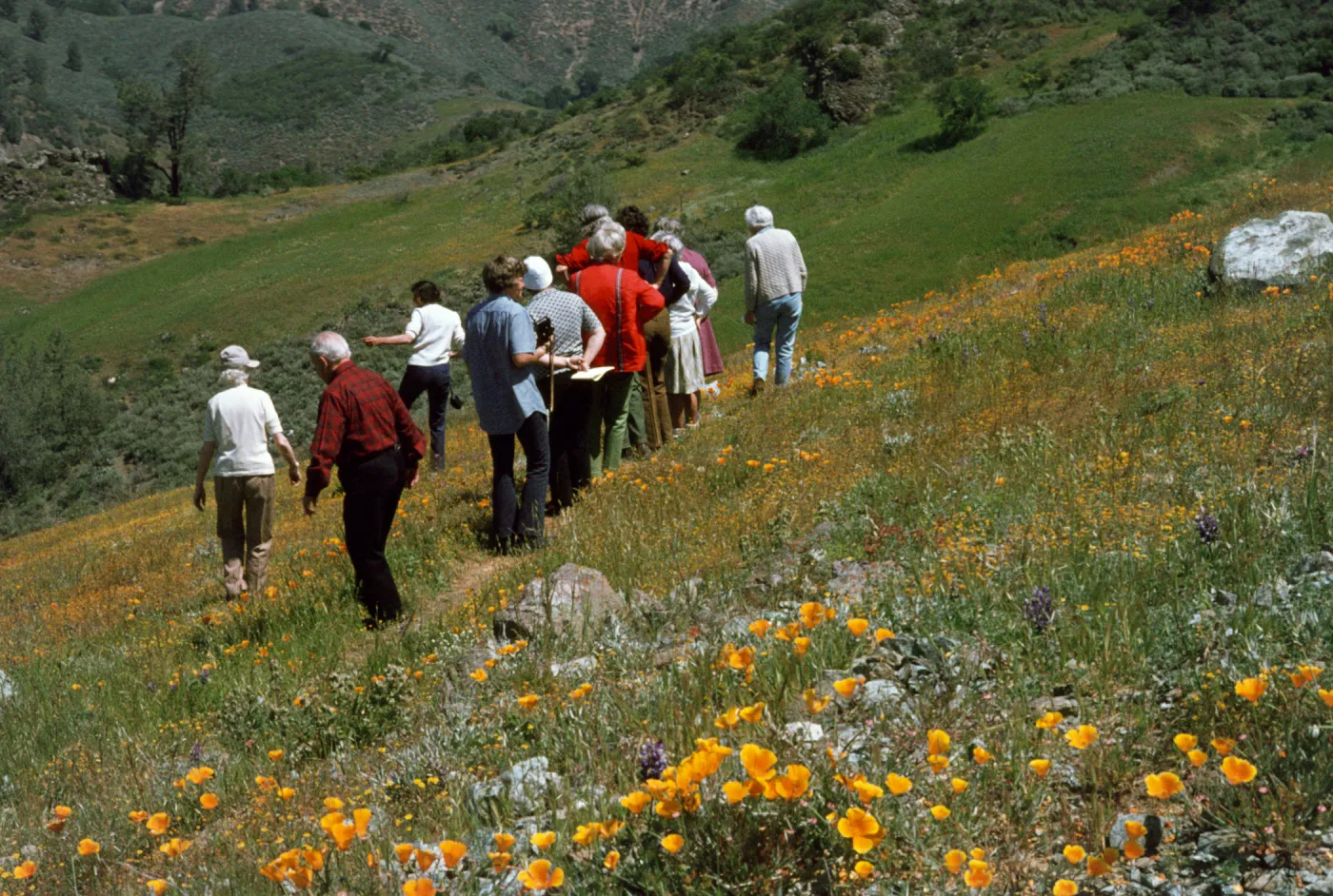 SBBG wildflower foray, Figueroa Mountain Road