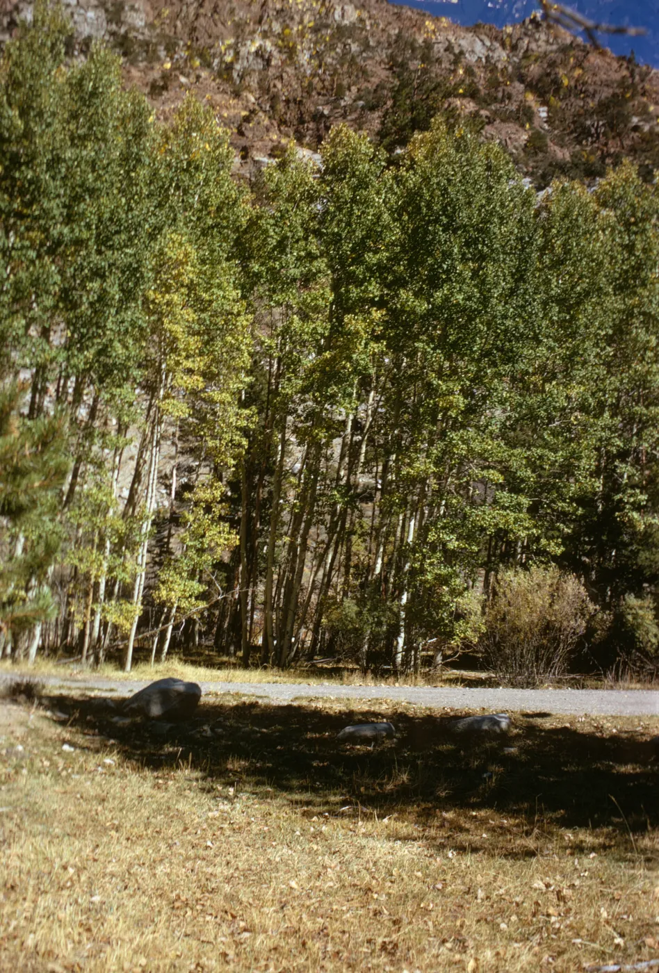 cottonwood foliage, near Lee Vining