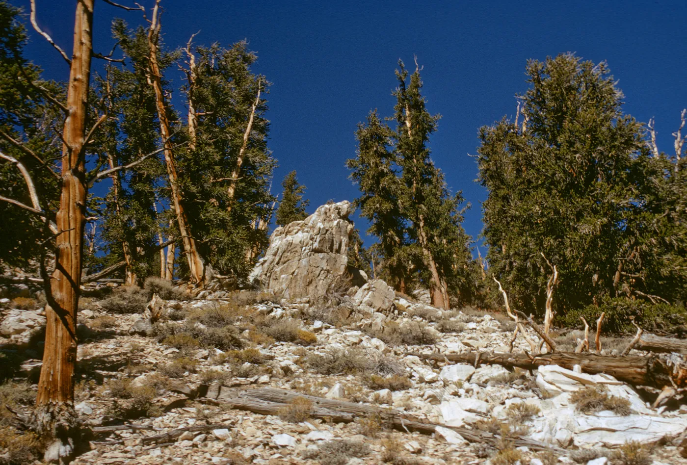 trees, White Mountains