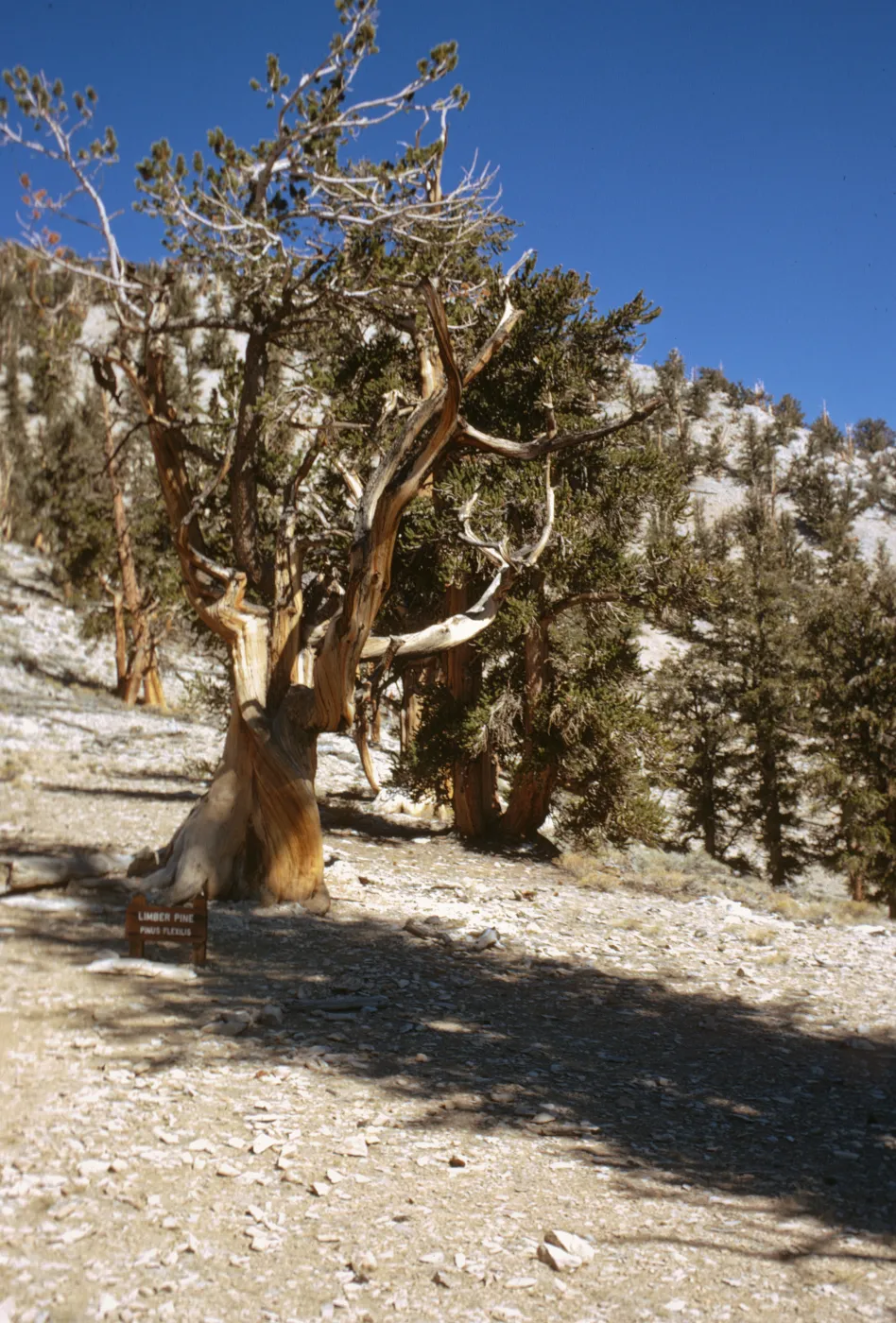 gnarled trees, Limber Pine (Pinus flexilis), White Mountains