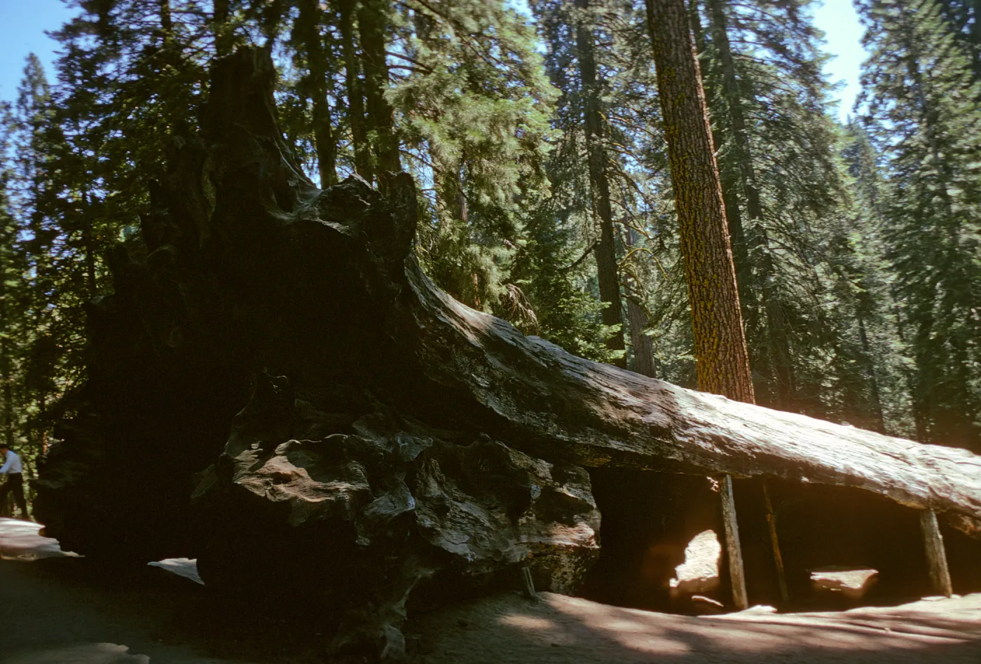 Fallen Monarch, Sequoia National Park, near Grant Grove, Sequoiadendron giganteum