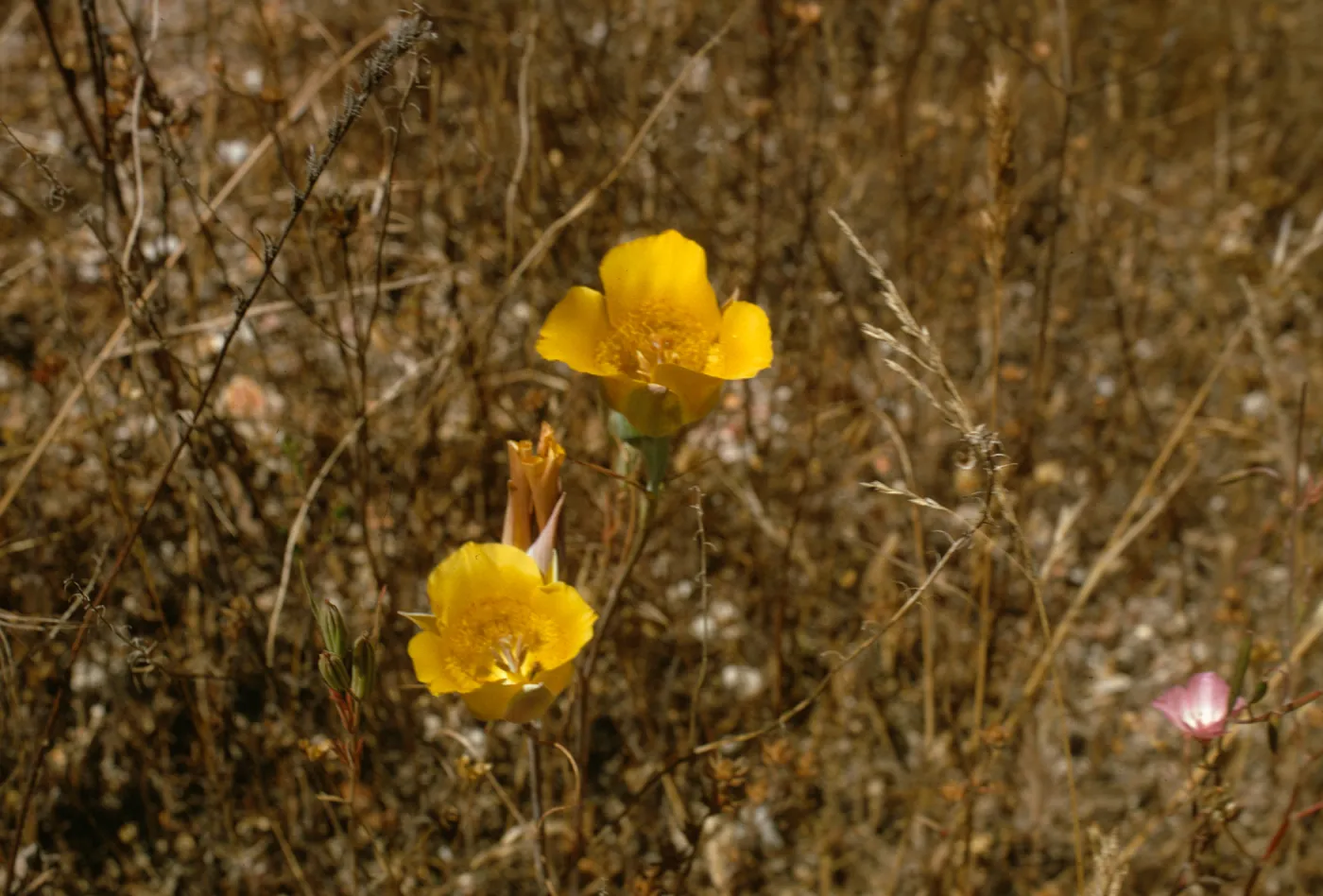Calochortus near Sisquoc
