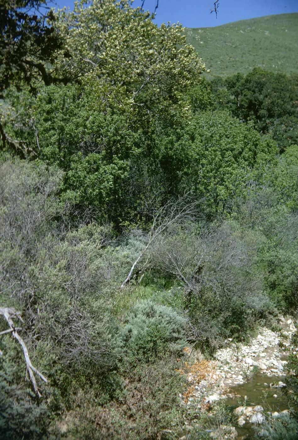 Jalama road, riparian habitat